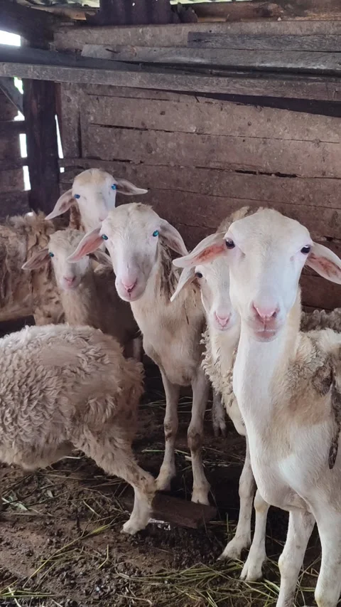 Cute Goat in Farm Cage Stock Footage 333551601