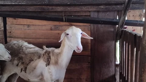 Cute Goat in Farm Cage Stock Footage 333551630