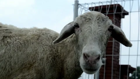 Cute goat Video stock 236806524