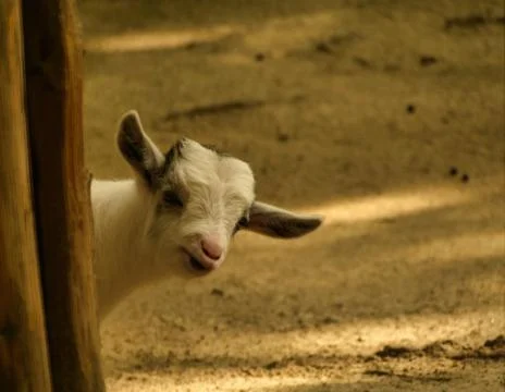 Cute goat in fulda at summer while sunset Stock Photos