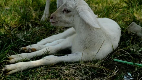 Cute goat on the grass Stock-Footage 236806520