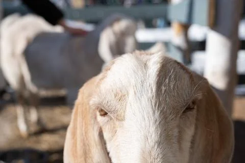 Cute goat looking at the camera close up Stock Photos