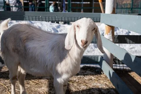 Cute goat looking at the camera close up Stock Photos