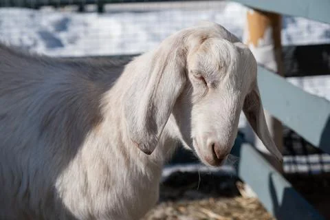 Cute goat looking at the camera close up 스톡 사진