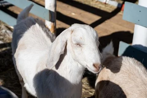 Cute goat looking at the camera close up 스톡 사진