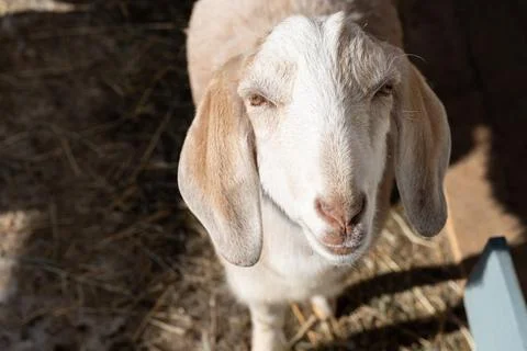 Cute goat looking at the camera close up Stock Photos