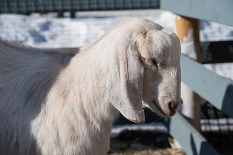 Cute goat looking at the camera close up Stock Photos