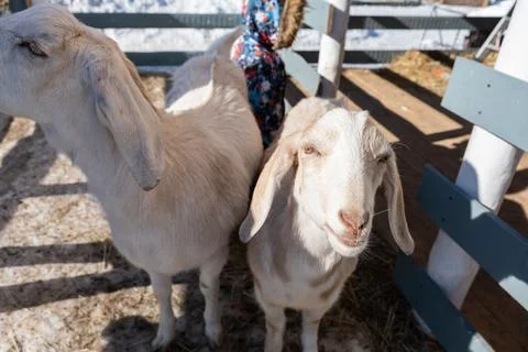 Cute goat looking at the camera close up Stock Photos