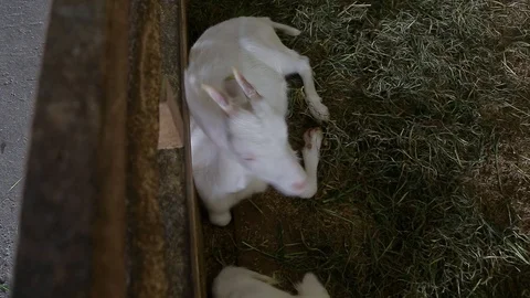 Cute goat lying on grass Stock Footage 99578459