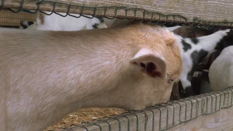 Cute goat pokes its head through the fence looking for food Stock Footage 138652946