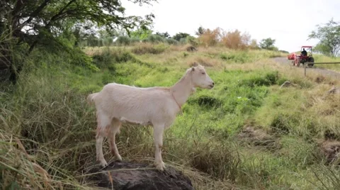 Cute goat standing on rock, tractor driving on background Stock Footage 57403028