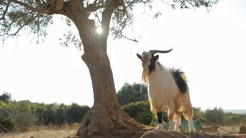 Cute goat by the tree with amazing sunset light, cinematic movement and feeling, 스톡 동영상 130048826