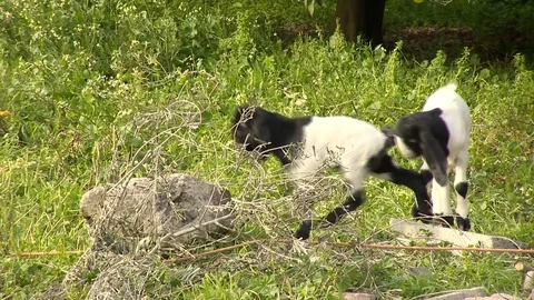 Cute goats are playing together Stock Footage
