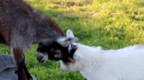 Cute Goats Butting Heads Stock Footage 36134553