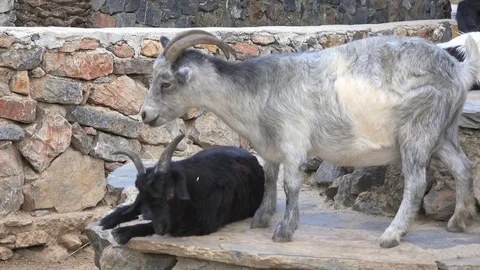 Cute goats in the farm Stock Footage 79732838