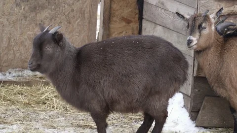 Cute goats in the zoo Stock Footage 73367024