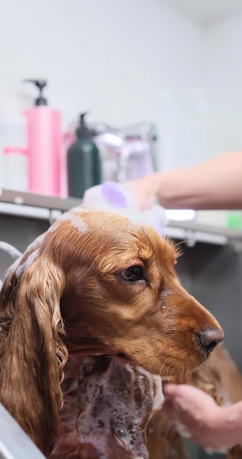 Cute golden cocker spaniel receiving gentle bathing treatment inside specialized Stock Footage 316743772