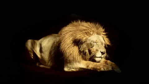 A cute golden lion lying lazily in a spot of light and licking his paws. Stock Footage 156507053
