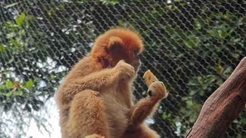 A cute golden snub-nosed monkey baby eat food in the zoo Stock Footage 339304574