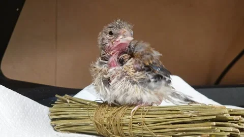 A cute goldfinch chick sits on a bunch of lavender stems and preens its feathers Stock Footage 313440268