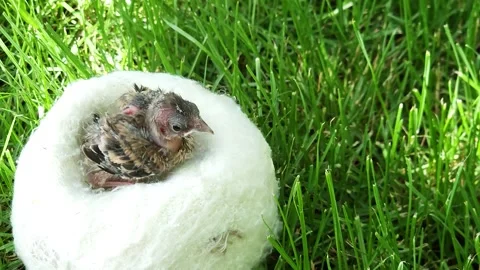 Cute goldfinch chick sits on a white wool sock on a green lawn Stock Footage 313440327