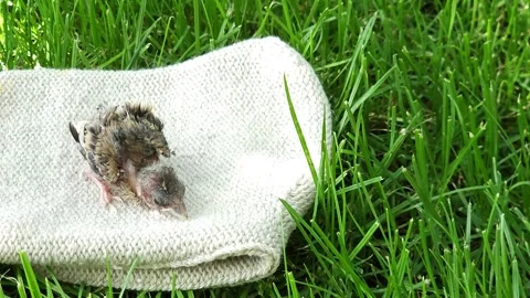 Cute goldfinch chick sits on a white wool sock on a green lawn Stock Footage 313440329