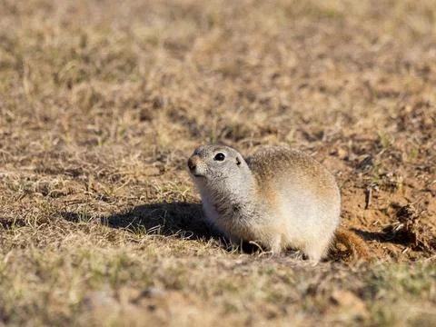 Cute Gopher or Ground squirrel on the field. Wildlife or Earth Day concept. Stock Photos