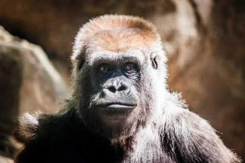 Cute Gorilla Stock Photos