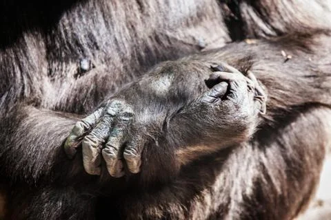 Cute Gorilla Stock Photos