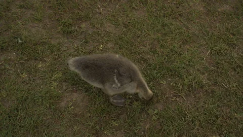 Cute Gosling Eating Stock Footage 154064196
