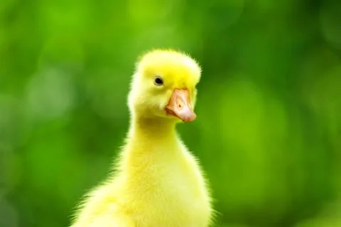 Cute gosling Stock-Fotos
