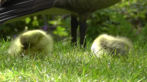 Cute Goslings Stock Footage 229761165