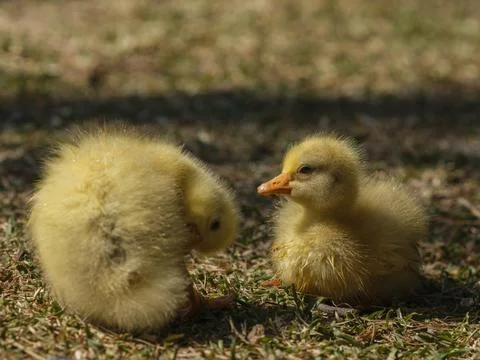 Cute goslings Stock Photos