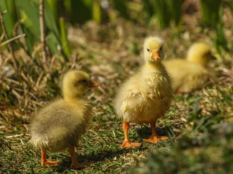 Cute goslings Stock Photos