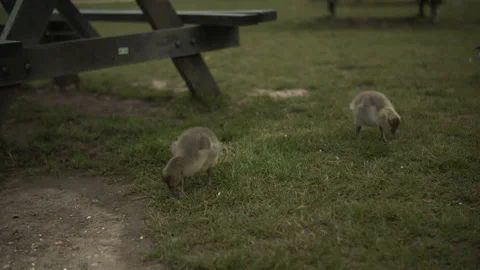 Cute Goslings at Picnic Table Stock Footage 154412904