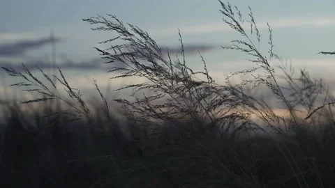 Cute Grass slow movement on sunset Stock Footage 201638902