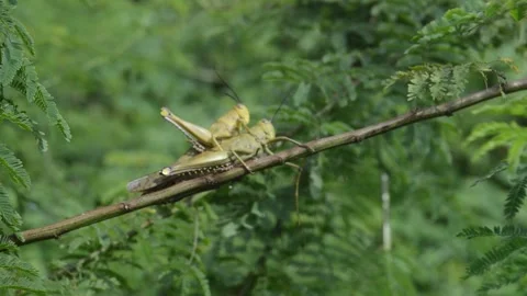 Cute grasshopeer Video stock 228892062