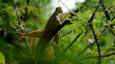 Cute grasshopper Stock Footage 230210979