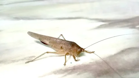 A cute grasshopper is walking Stock Footage 319969900