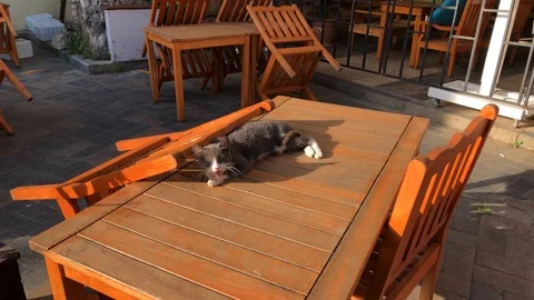 Cute gray and white kitten is lying and meowing on a wooden table Stock Footage 129977288