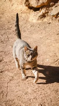 A cute gray and white kitten with bright eyes walking on the desert and red rock 스톡 사진
