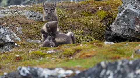 Cute Gray Arctic Fox cubs enjoying a day in the sun, Playing around Vídeos de archivo 290161103