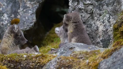 Cute Gray Arctic Fox cubs enjoying a day in the sun, Playing around 스톡 동영상 290161112