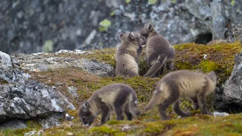 Cute Gray Arctic Fox cubs enjoying a day in the sun, Playing around Видео 290161123