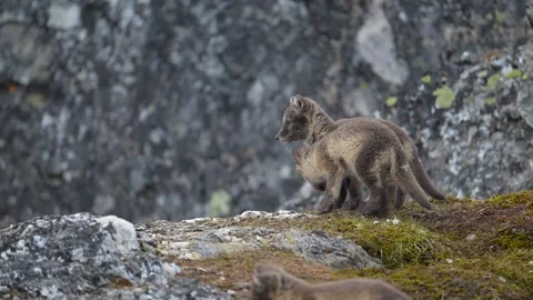 Cute Gray Arctic Fox cubs enjoying a day in the sun, Playing around 库存影片 291622836