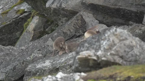Cute Gray Arctic Fox cubs enjoying a day in the sun, Playing around Stockbeeldmateriaal 291623062