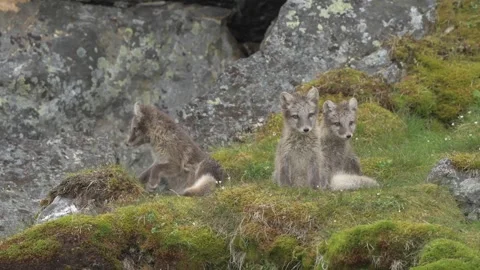 Cute Gray Arctic Fox cubs enjoying a day in the sun, Playing around 動画素材 291623081