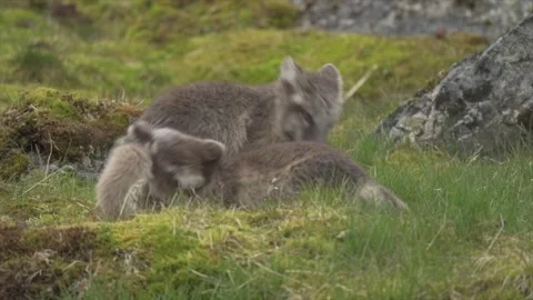 Cute Gray Arctic Fox cubs enjoying a day in the sun, Playing around Stock Footage 291623129