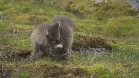 Cute Gray Arctic Fox cubs enjoying a day in the sun, Playing around Stockbeeldmateriaal 291623140