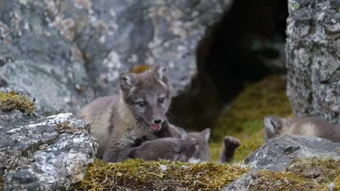 Cute Gray Arctic Fox cubs enjoying a day in the sun, Playing around Stock-Footage 297533045